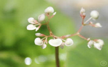 Mê lầm